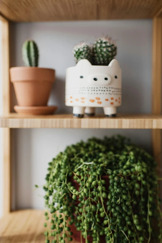 a shelf filled with potted plants and a cat figurine, trending on unsplash, folk art, drawn with dots, bottom body close up, studio photo, cactus