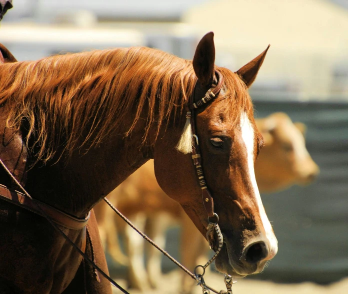 a man riding on the back of a brown horse, a portrait, by Linda Sutton, pexels contest winner, angular jawline, ( ( ( copper ) ) ) wire whiskers, grain”, full daylight