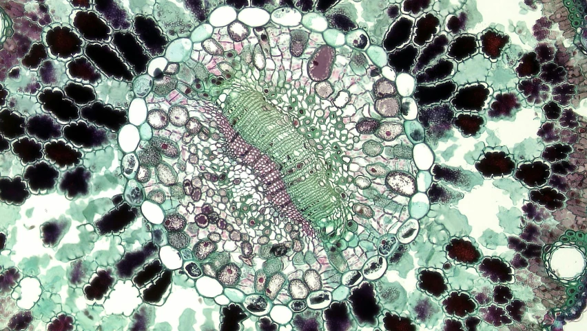 a cross section of a plant under a microscope, by Elfriede Lohse-Wächtler, conceptual art, taken in the late 2000s, emily rajtkowski, cellular structures, judy boyle intricate