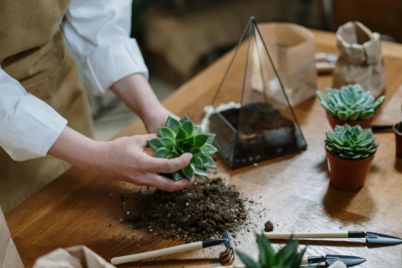 a person holding a potted plant on top of a wooden table, digging, large terrarium, serrated point, professional image