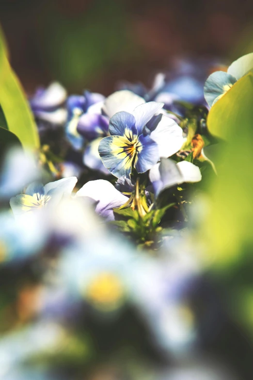 a close up of a bunch of flowers, a macro photograph, by Jacob Kainen, unsplash, mediumslateblue flowers, early spring, parks and gardens, vintage shading