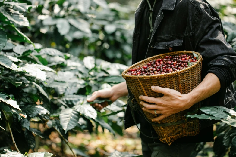 a man holding a basket full of cherries, by Julian Hatton, pexels contest winner, coffee beans, in a jungle environment, gif, lined in cotton