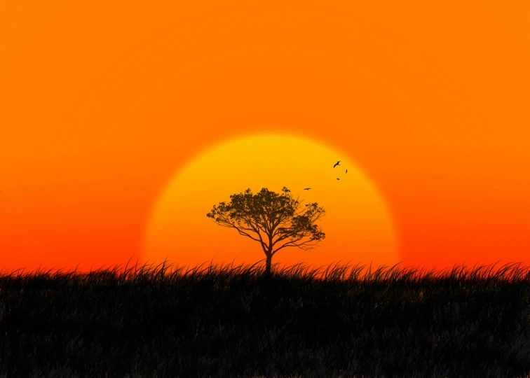 a lone tree is silhouetted against the setting sun, by Andries Stock, digital art, orange grass, [ 4 k digital art, ((sunset)), orange backgorund