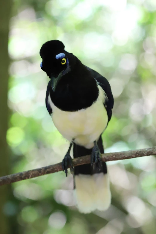 a black and white bird sitting on a branch, tamborine, spectacled, pictured from the shoulders up, regal pose