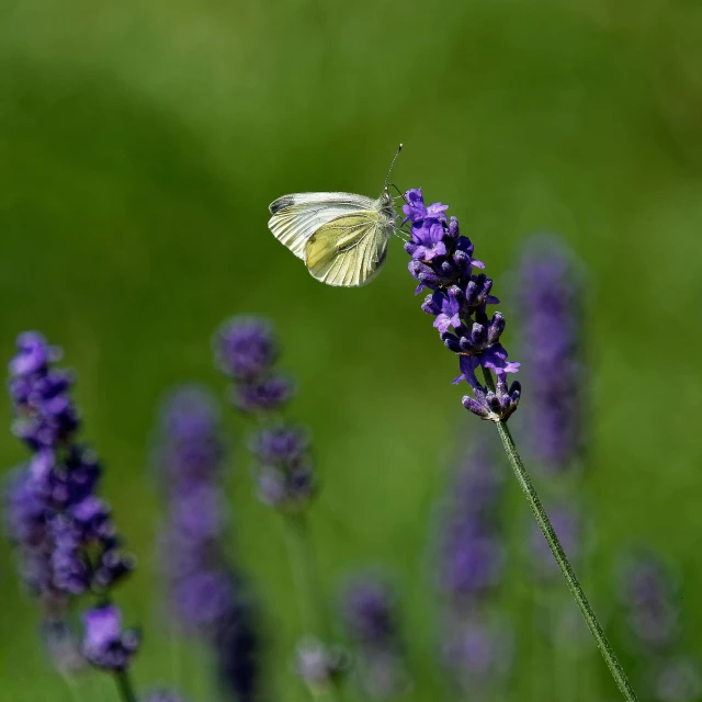 a butterfly sitting on top of a purple flower