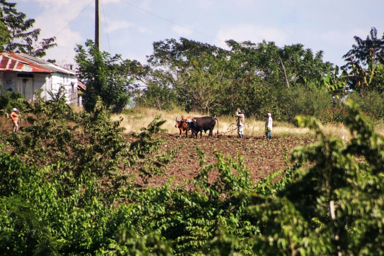 a man plowing a field with two cows, a picture, flickr, puerto rico, people walking in the distance, 2 0 2 2 photo, jamaica