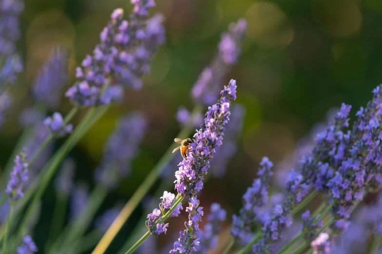 a bee sitting on top of a purple flower, in the evening, photograph