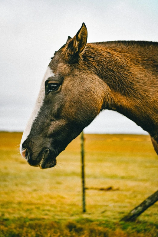 a brown horse standing on top of a grass covered field, upclose, today\'s featured photograph 4k, large noses, iceland photography