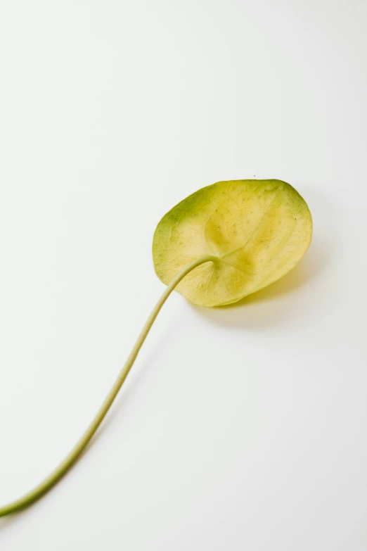 a close up of a leaf on a white surface, inspired by Carpoforo Tencalla, clover, with a bright yellow aureola, tall thin, pick wu