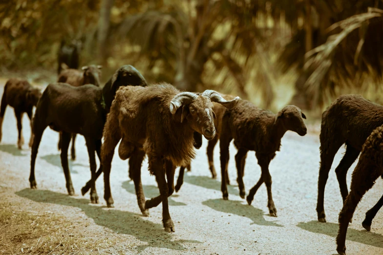 a herd of sheep walking down a dirt road, an album cover, unsplash, sumatraism, malayalis attacking, ignant, filled with fauna, jamaica