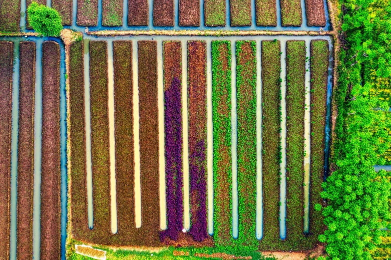 an aerial view of a field of crops, a digital rendering, by Carey Morris, pexels contest winner, color field, purple roofs, in a row, oil slick, vietnam