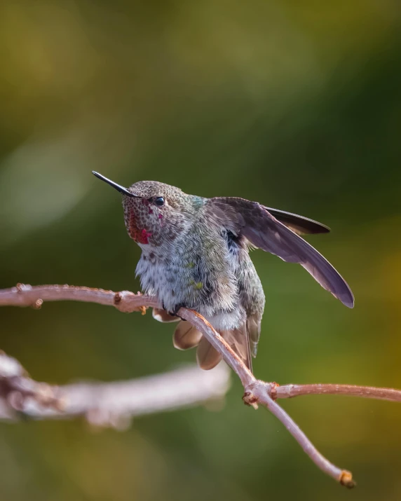 a small bird sitting on top of a tree branch, long pointy pink nose, award-winning photograph, with long antennae, sprawling