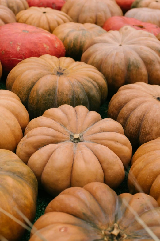 a bunch of pumpkins sitting on top of a field, rounded shapes, creamy, soft, about