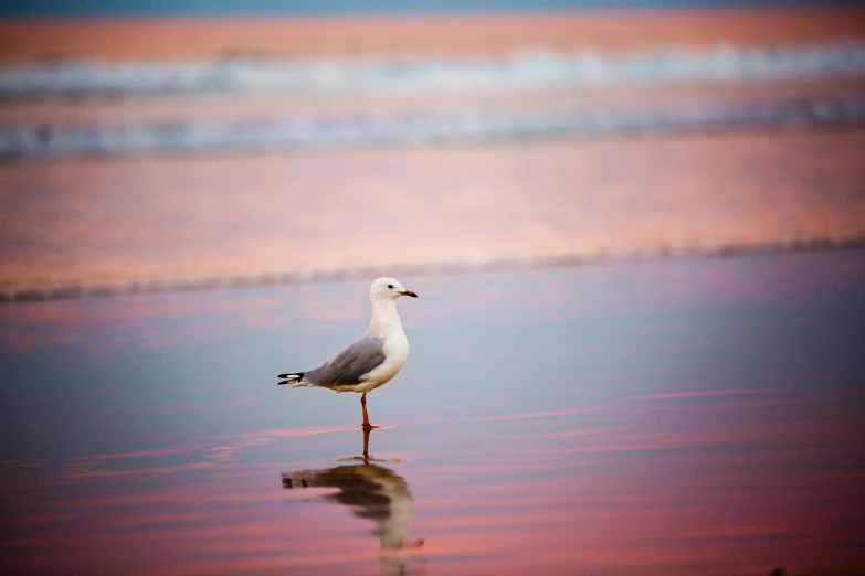 a bird standing on top of a beach next to the ocean, a picture, by Paul Bird, unsplash contest winner, arabesque, pink reflections, white and orange, australian beach, on a reflective gold plate