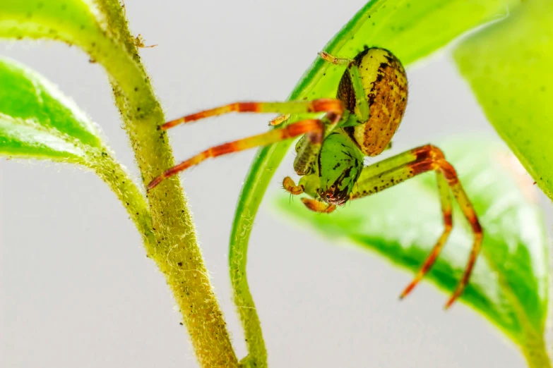 a spider sitting on top of a green leaf, stems, avatar image, taken with sony alpha 9, young female