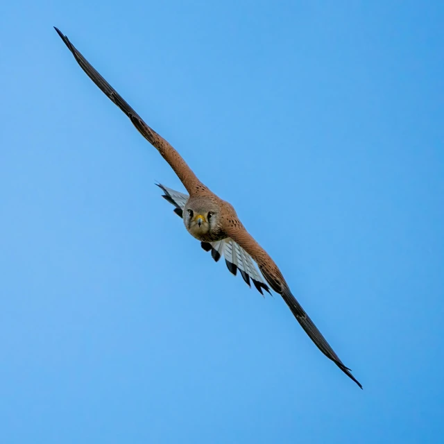 a bird that is flying in the sky, long snout, looking towards the camera, flying arrows, wildlife photograph