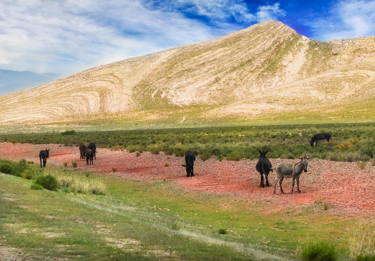 a herd of horses standing on top of a lush green field, les nabis, bright red desert sands, profile image, donkey, in chuquicamata