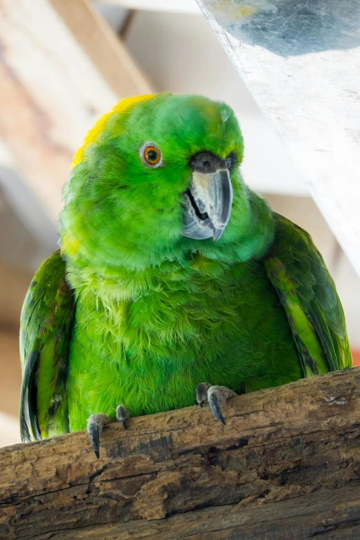 a green parrot sitting on top of a wooden branch, facing the camera, looking down on the camera, a brightly coloured, indoor