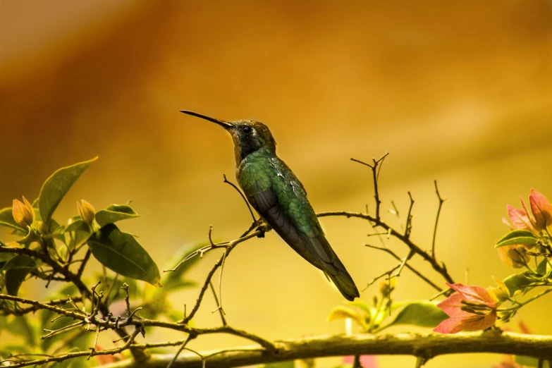 a hummingbird sitting on top of a tree branch, a portrait, pexels contest winner, arabesque, gold and green, museum quality photo, fan favorite, portrait of a small