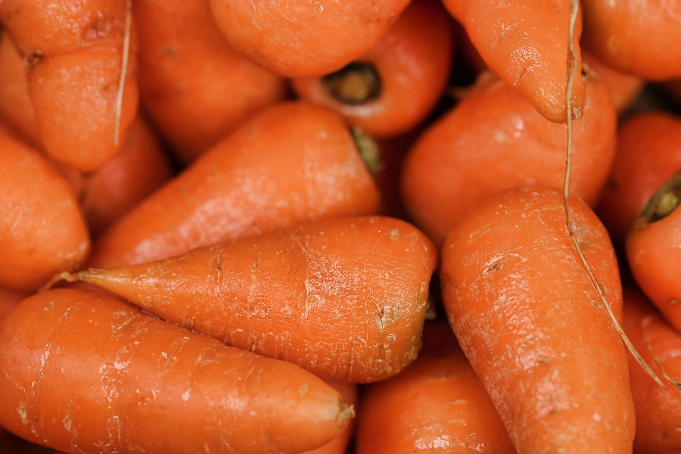 a close up of a bunch of carrots, an album cover, 15081959 21121991 01012000 4k, thumbnail, promo image, no watermarks