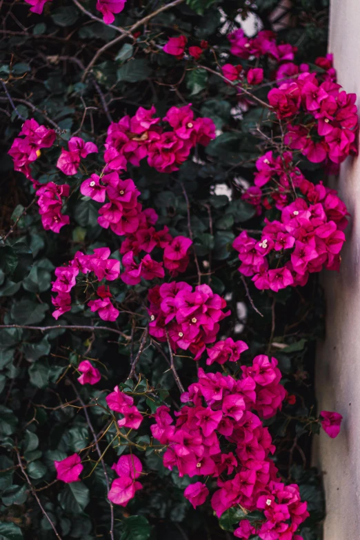 a white fire hydrant sitting next to a bunch of pink flowers, a colorized photo, inspired by Elsa Bleda, unsplash, bougainvillea, rich deep pink, with black vines, loosely cropped