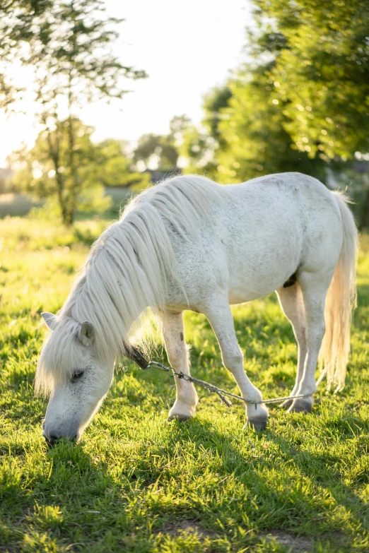 a white horse standing on top of a lush green field, dappled in evening light, eating outside, 2019 trending photo, pony