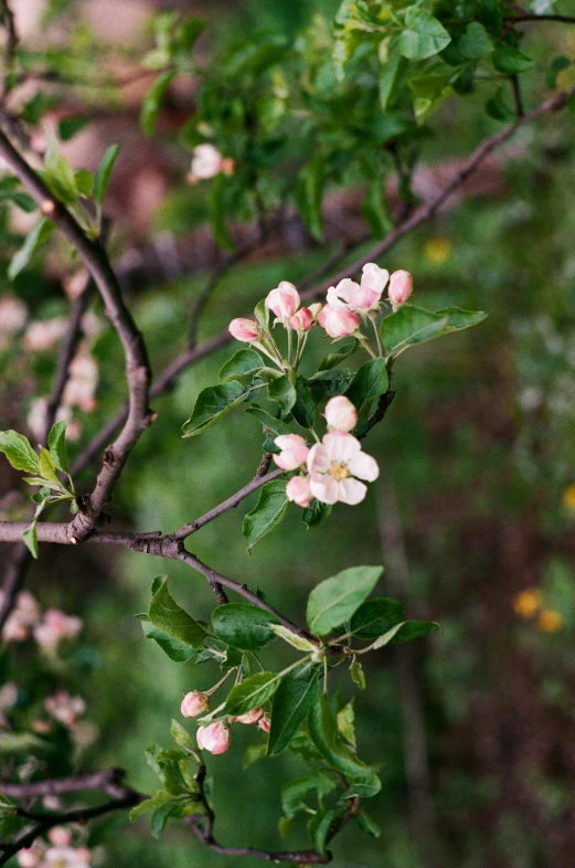 a bird sitting on top of a tree branch, inspired by Edwin Dickinson, unsplash, renaissance, apple blossoms, 2 5 6 x 2 5 6 pixels, patchy flowers, new mexico