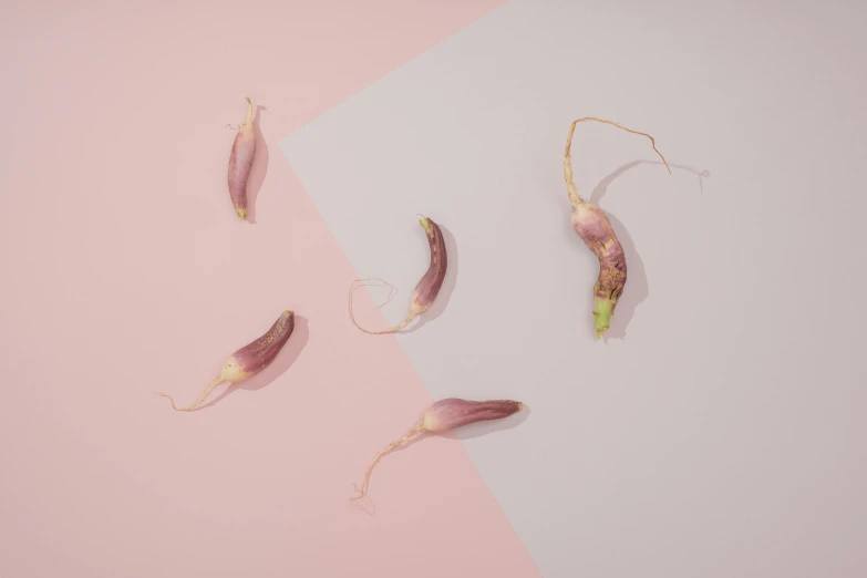 a couple of peas laying on top of a pink and white surface, a digital rendering, by Andries Stock, trending on pexels, dried plants, roots dangling below, product design shot, multiple stories