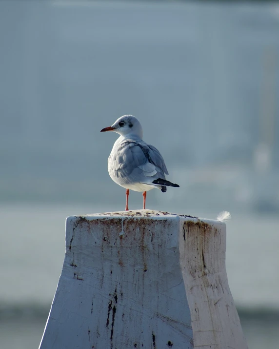 a bird sitting on top of a wooden post, sitting on top a table, seagulls, white and grey, trending photo