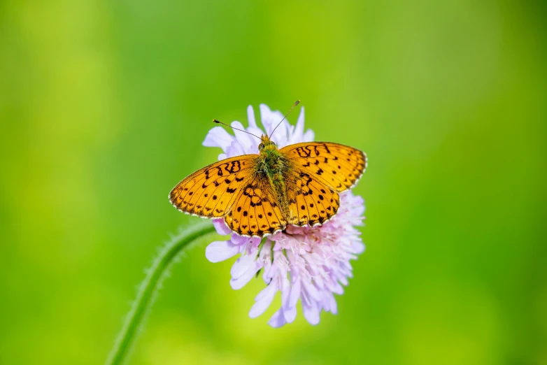 a butterfly that is sitting on a flower, by Andries Stock, pexels contest winner, green and purple, in a meadow, minimalist, orange fluffy belly