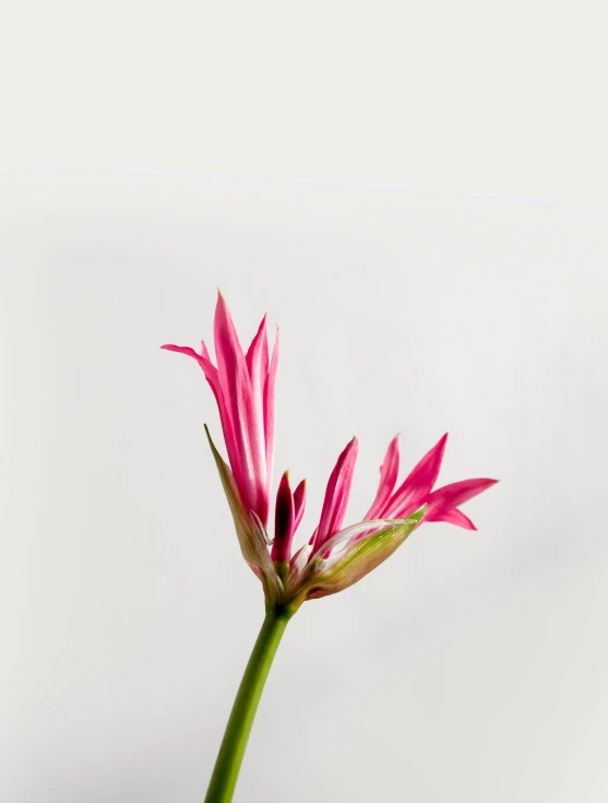 a close up of a pink flower in a vase, by Mandy Jurgens, postminimalism, hymenocallis coronaria, detailed product image, side profile shot, sprouting