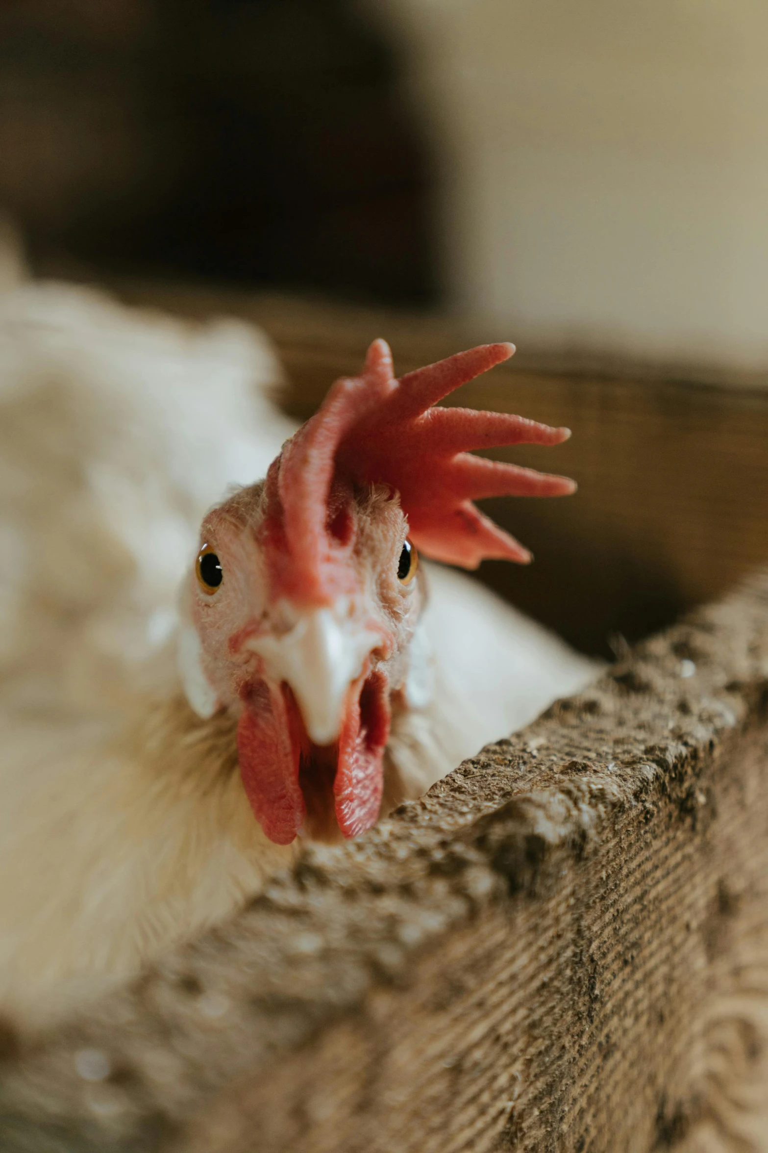 a close up of a chicken in a box, trending on pexels, renaissance, looking threatening, white, on a farm, a wooden