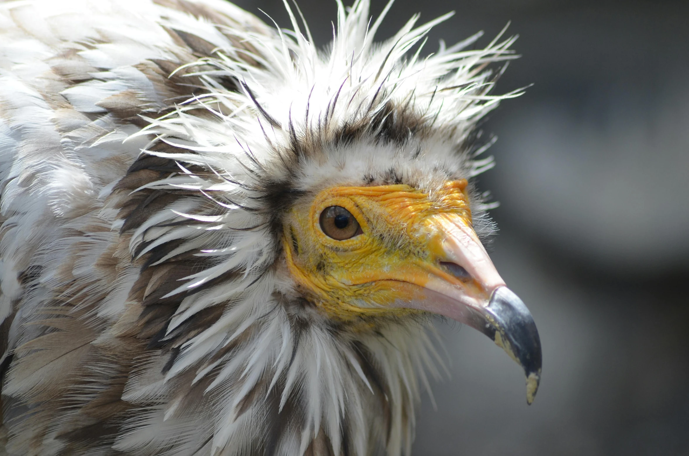 a close up of a bird with a yellow beak, pexels contest winner, hurufiyya, with white streak in hair, 🦩🪐🐞👩🏻🦳, wild hairstyle, high resolution photo