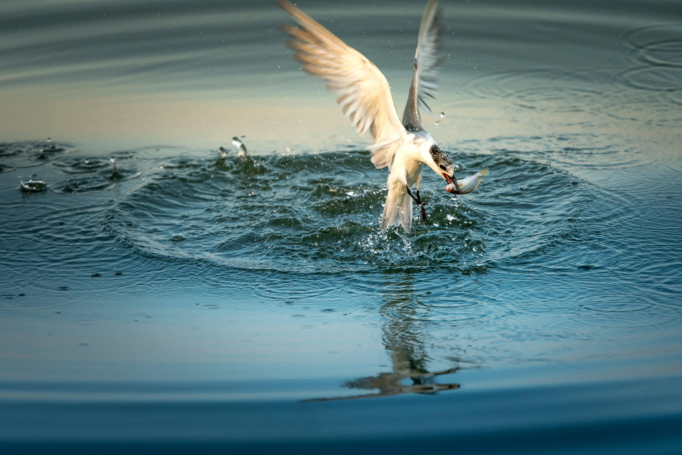 a bird flying over a body of water, by Jan Tengnagel, pexels contest winner, hurufiyya, swirling silver fish, dinner is served, high quality photo, white