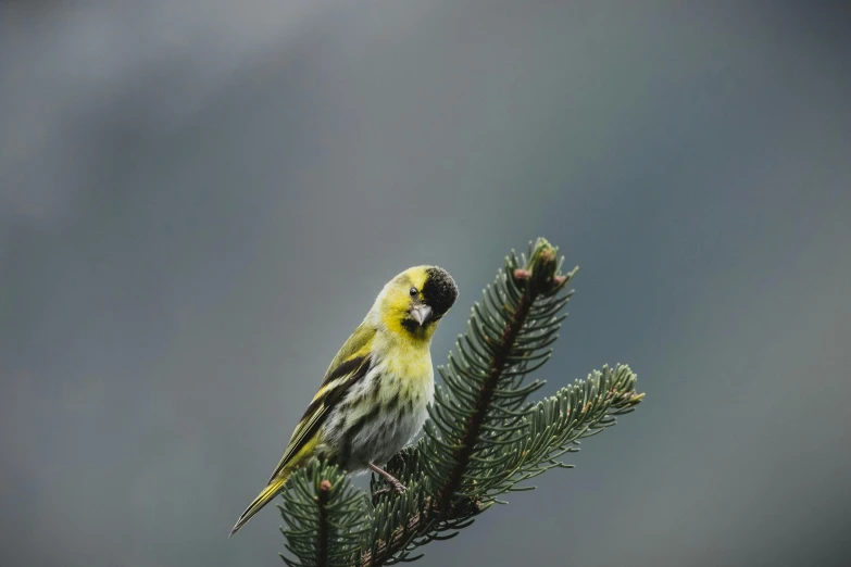 a small yellow bird perched on top of a pine tree, trending on pexels, baroque, scottish, while it's raining, 🦩🪐🐞👩🏻🦳, an intricate