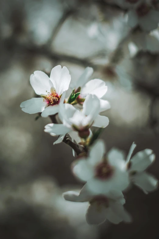a close up of a flower on a tree, an album cover, by Jacob Toorenvliet, trending on unsplash, romanticism, almond blossom, medium format. soft light, paul barson, central california