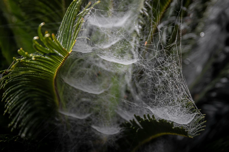 a close up of a spider web on a tree, by Daniel Lieske, tree ferns, feathers raining, portrait image