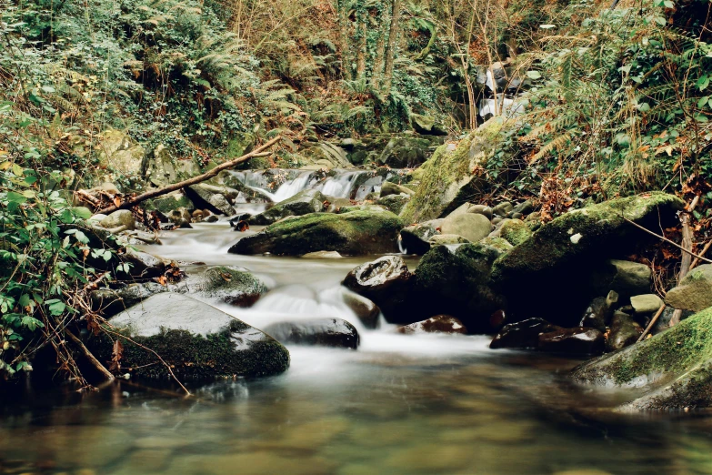 a stream running through a lush green forest, an album cover, inspired by Thomas Struth, pexels contest winner, hurufiyya, medium format. soft light, wales, peacefully drinking river water, 7 0 s photo