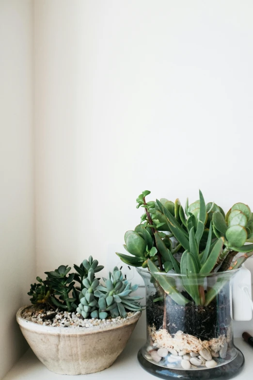 a couple of potted plants sitting on top of a shelf, by Jessie Algie, trending on unsplash, lots of glass details, on a white background, high angle shot, loosely cropped