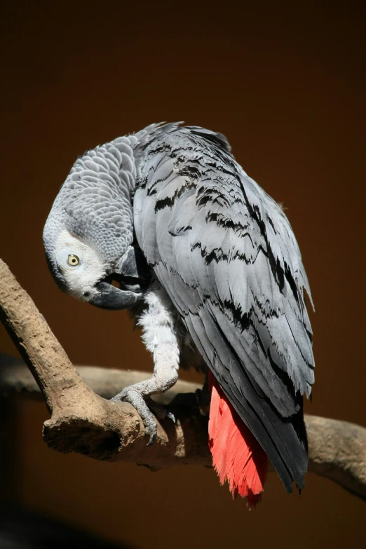 a parrot sitting on top of a tree branch, grey skinned, hunched over, featured, fluffy