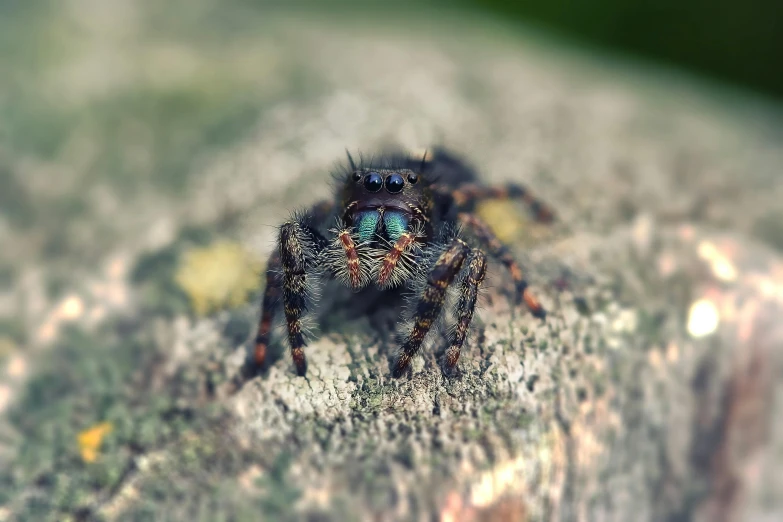 a close up of a spider on a rock, by Adam Marczyński, pexels contest winner, photorealism, small blue eyes, multicoloured, !! looking at the camera!!, old color photograph