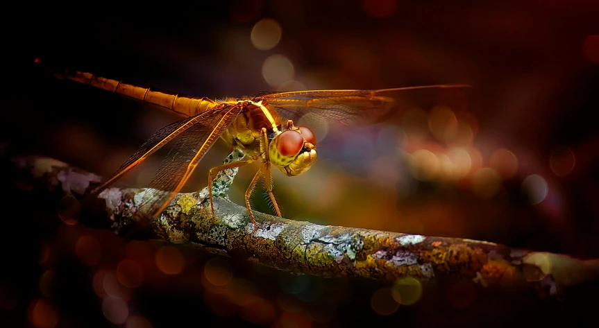 a dragonfly sitting on top of a tree branch, a macro photograph, by Adam Marczyński, pexels contest winner, conceptual art, warm glow from the lights, portrait”, ilustration, high detail 4 k
