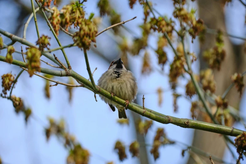 a small bird sitting on top of a tree branch, a messy, noisy, spring early, archive photo