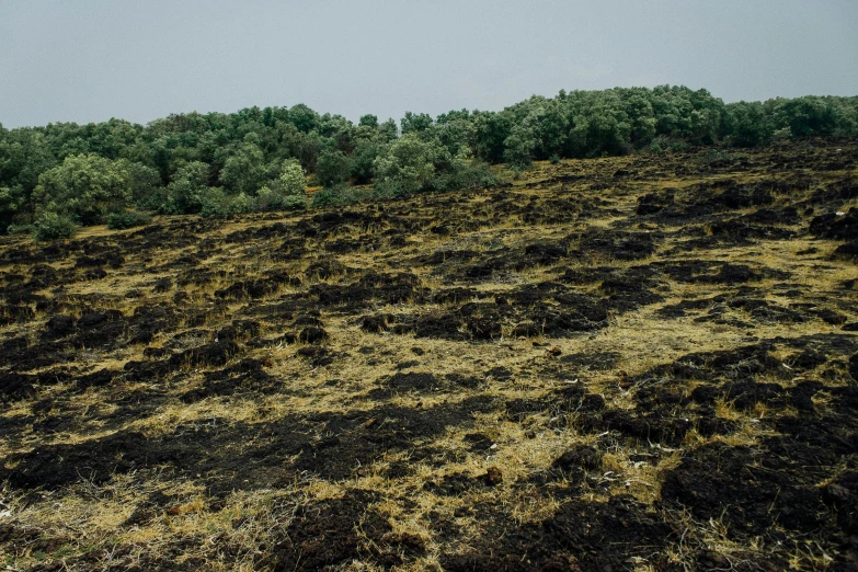 a field of grass with trees in the background, unsplash, auto-destructive art, scorched earth, sri lankan landscape, 2000s photo, overgrown with plants