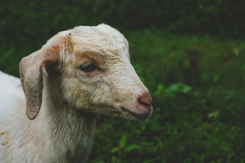 a white goat standing on top of a lush green field, trending on unsplash, renaissance, emaciated shaved face, shiny skin”, ignant, closeup of an adorable