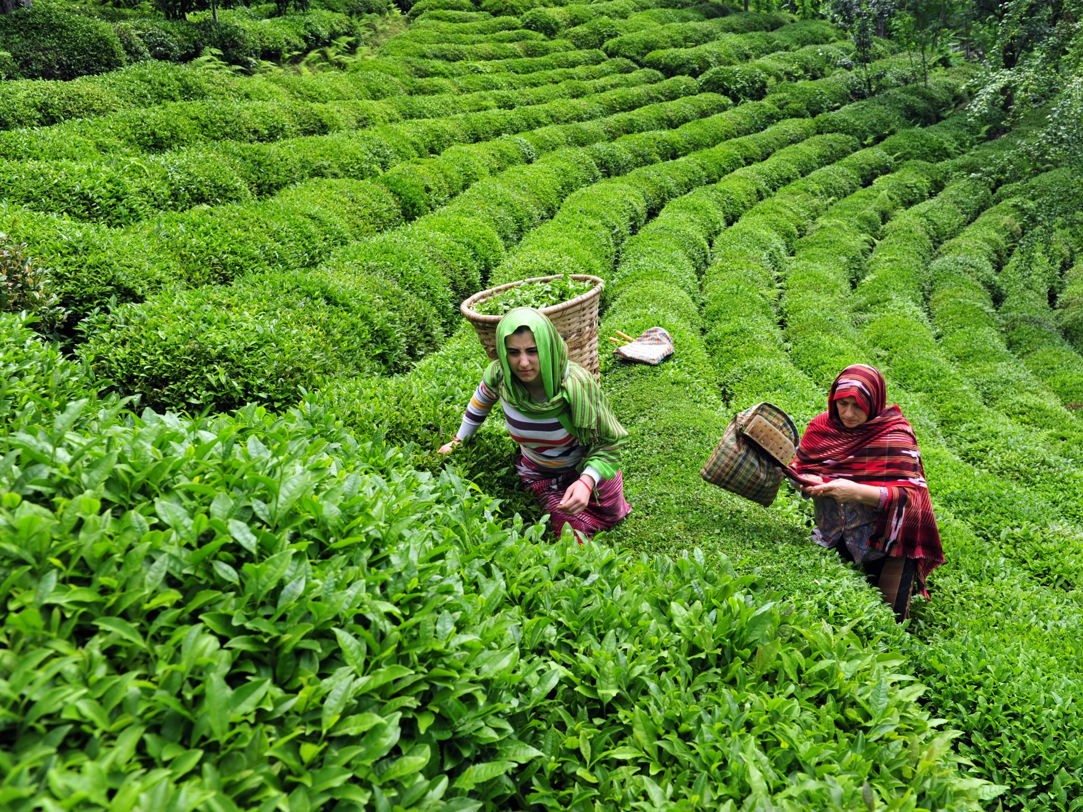 two women picking tea leaves in a tea plantation, by Robert Brackman, shutterstock, a landscape of hedge maze, single bangla farmer fighting, thumbnail, the city is full of green plants