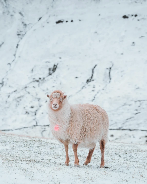 a sheep that is standing in the snow, standing in front of a mountain, white and pink, reykjavik, unsplash photo contest winner