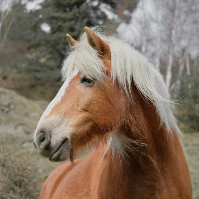 a brown and white horse standing on top of a grass covered field, pexels contest winner, human head with blonde hair, norwegian, thoughtful expression, high-quality photo