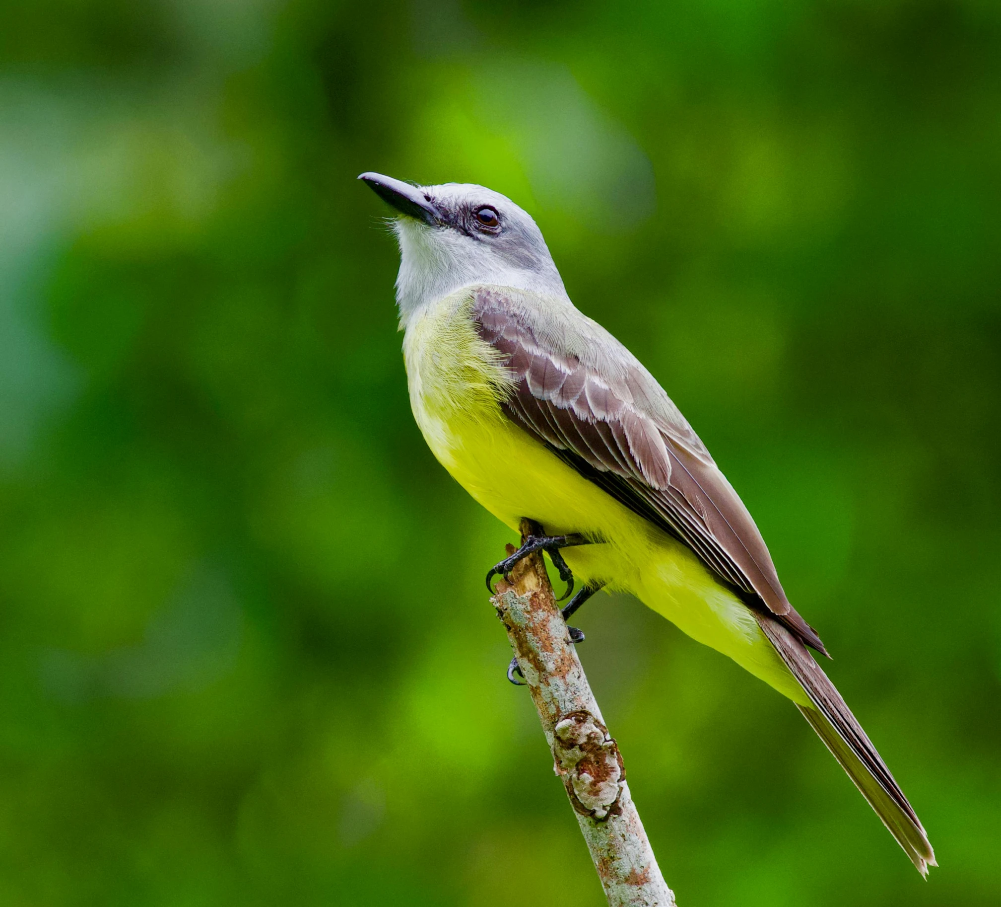 a small bird sitting on top of a tree branch, a portrait, by Niklaus Manuel, pexels, yellow and green, bahamas, the shrike, a tall