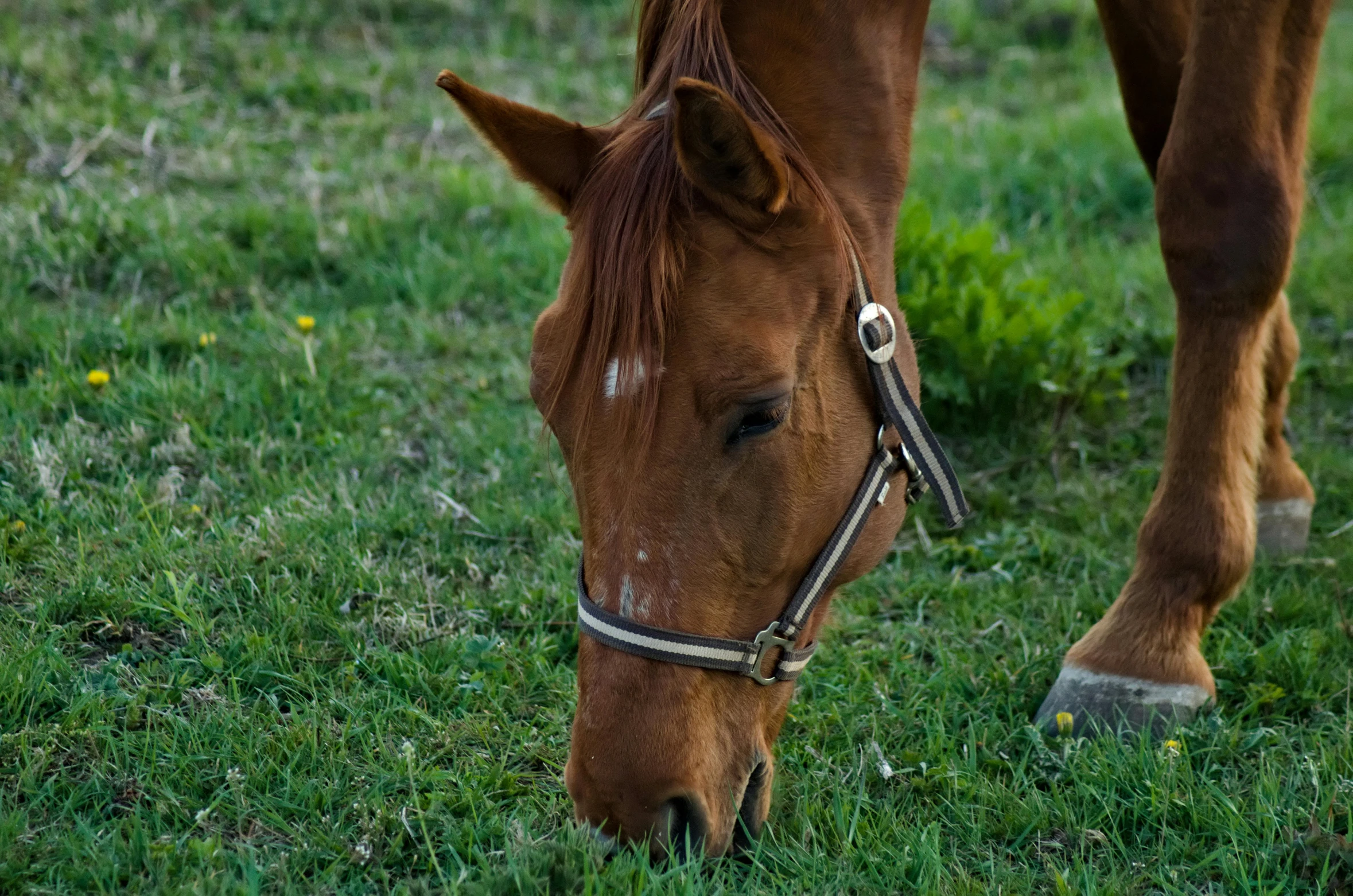 a brown horse standing on top of a lush green field, profile image, square nose, low quality photograph, drinking